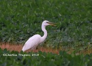 819A9434Great_Blue_Heron_White_Morph