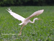 819A9436Great_Blue_Heron_White_Morph