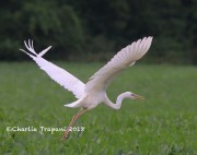 819A9440Great_Blue_Heron_White_Morph