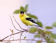 819A9516American_Goldfinch
