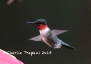 819A9561Ruby-throated_Hummingbird