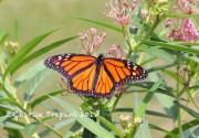 819A9661Monarch_Butterfly