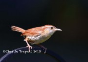 819A9681Carolina_Wren