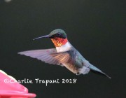 819A9766Ruby-Throated_Hummingbird