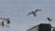 0J6A0004Bar-tailed_Godwit