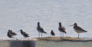 0J6A0013Gray_Plover_Dunlin_Bar-tailed_Godwit