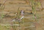 0J6A0024Dunlin