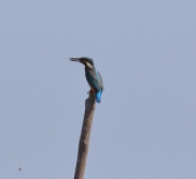 0J6A0059Common_Kingfisher