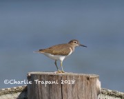 0J6A0067Common_Sandpiper