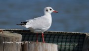 0J6A0070Black-headed_Gull
