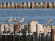 0J6A0118Grey_Plover