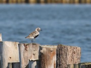 0J6A0120Grey_Plover