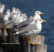 0J6A0128Yellow-legged_Gull