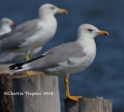 0J6A0131Yellow-legged_Gull