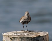 0J6A0133Dunlin_Italy