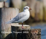 0J6A0138Mediterranean_gull