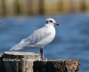 0J6A0143Mediterranean_gull
