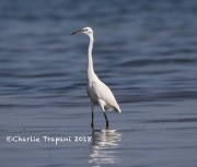 0J6A0165Little_Egret