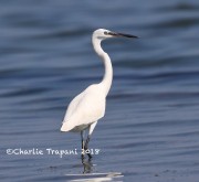 0J6A0176Little_Egret