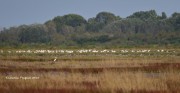 0J6A0198Greater_Flamingos_Common_Greenshanks