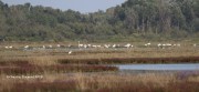 0J6A0212Greater_Flamingos