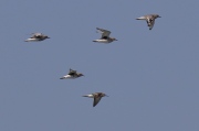 0J6A0225Grey_Plovers_with_Common_Sandpiper