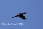 0J6A0234Great_Cormorant