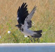 0J6A0261Hooded_Crow