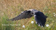 0J6A0262Hooded_Crow