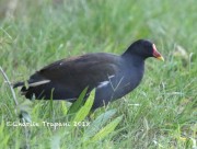 0J6A0284Common_Moorhen