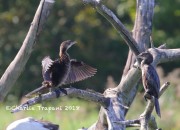 0J6A0294Pygmy_Cormorant
