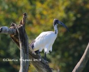 0J6A0295Sacred_Ibis
