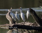 0J6A0306Great_Egret_with_Little_Egrets