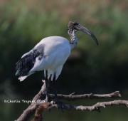 0J6A0311Sacred_ibis