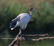 0J6A0311_Sacred_ibis