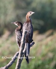 0J6A0314Pygmy_Cormorant