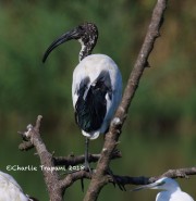 0J6A0315Sacred_Ibis_Italy