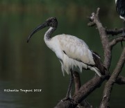 0J6A0318Sacred_Ibis