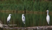 0J6A0320Little_Egrets_And_Great_Egret