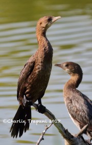 0J6A0322Pygmy_Cormorant