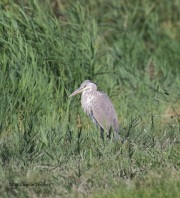 0J6A0337Grey_Heron