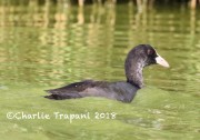 0J6A0339Coot