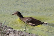 0J6A0353Common_Moorhen