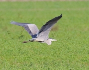 0J6A0389Gray_Heron