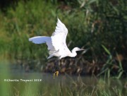 0J6A0400Little_Egret