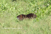 0J6A0416Nutria