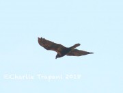 0J6A0420Marsh_Harrier