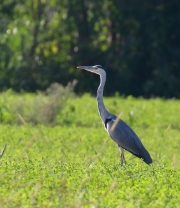 0J6A0458Gray_Heron