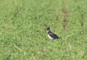 0J6A0475Lapwing