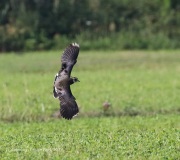 0J6A0479Lapwing